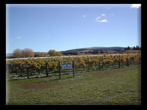 Northfield Wines Napa and Waipara