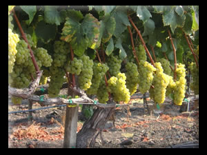 Northfield Wines Napa and Waipara