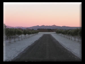 Northfield Wines Napa and Waipara