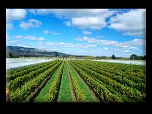 Northfield Wines Napa and Waipara