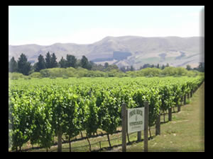 Northfield Wines Napa and Waipara